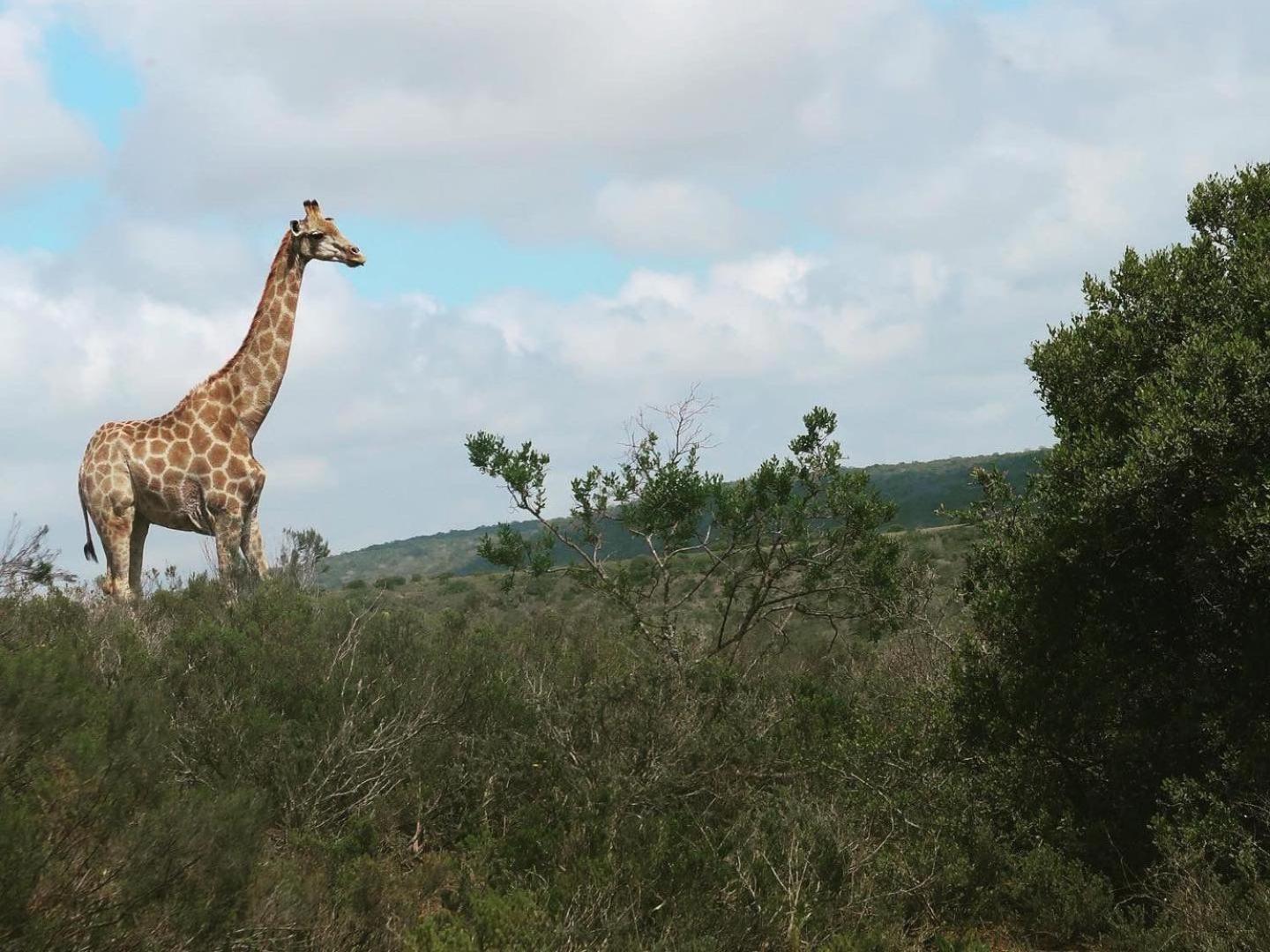 Umbono Private Game Lodge Alexandria  Esterno foto